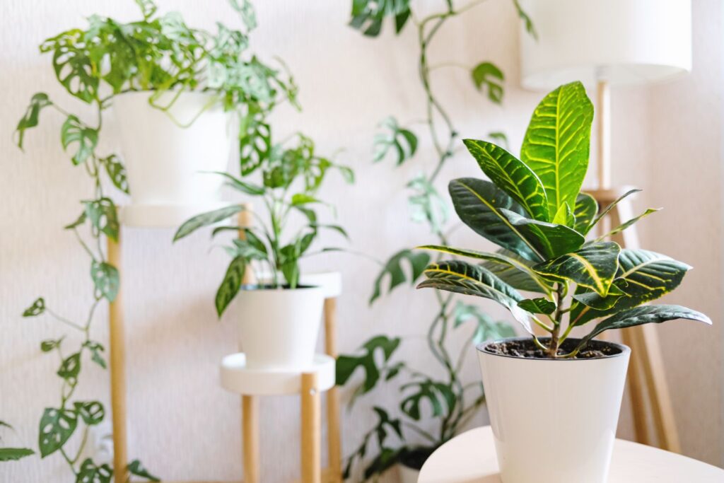 Large Indoor Plants Low Light: The Ultimate Guide for Green Spaces