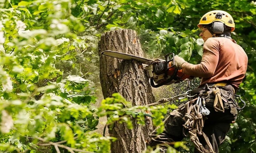 Expert Tree Service for Safe and Efficient Land Clearing