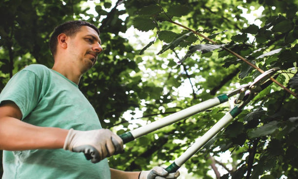 Best Practices for Pruning Large Shade Trees